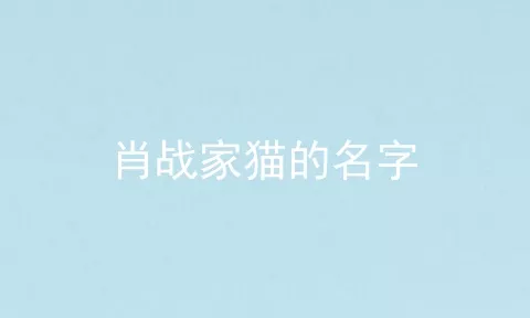 肖战家猫的名字