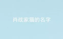 肖战家猫的名字