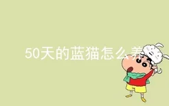 50天的蓝猫怎么养