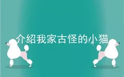 介绍我家古怪的小猫