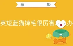 英短蓝猫掉毛很厉害怎么办