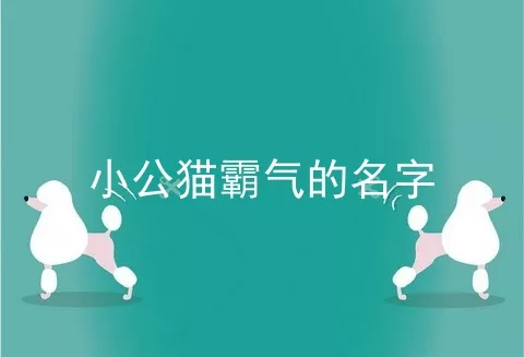 小公猫霸气的名字