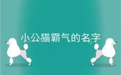 小公猫霸气的名字