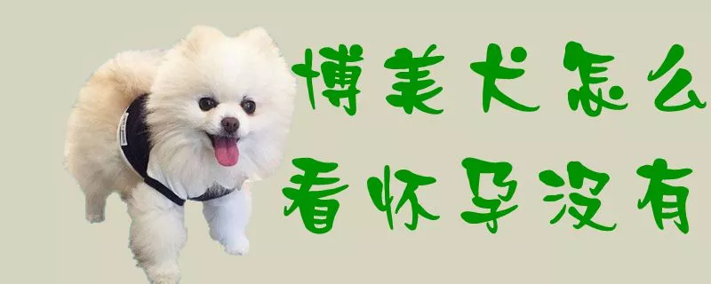 博美犬怎么看怀孕没有1