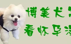 博美犬怎么看怀孕没有