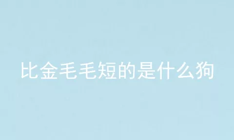 比金毛毛短的是什么狗