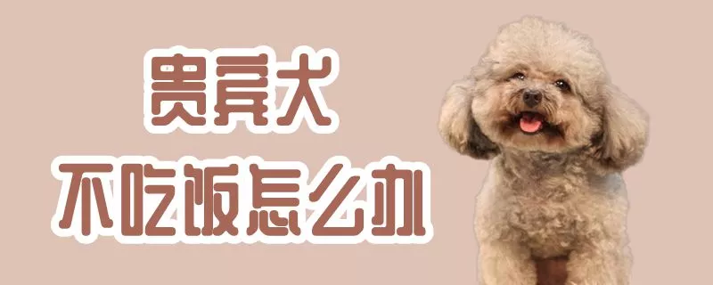 贵宾犬不吃饭怎么办