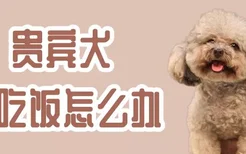 贵宾犬不吃饭怎么办