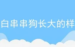 黑白串串狗长大的样子