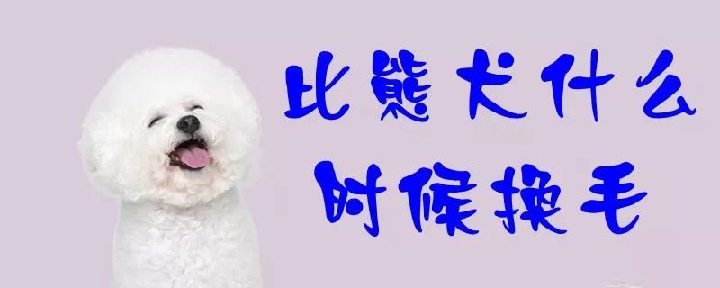 比熊犬什么时候换毛1