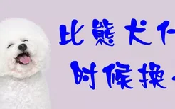 比熊犬什么时候换毛