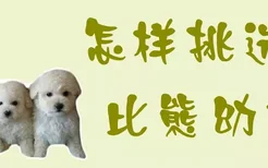 怎样挑选比熊幼犬