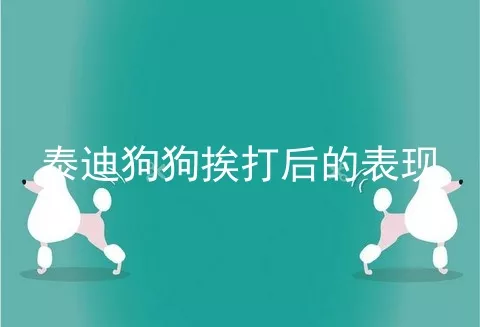 泰迪狗狗挨打后的表现