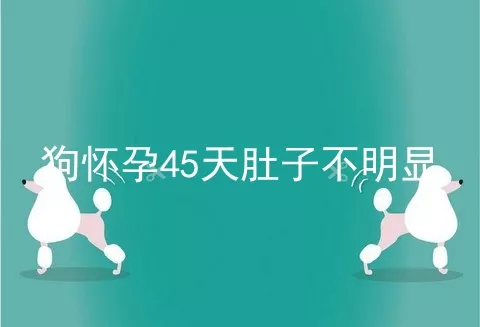 狗怀孕45天肚子不明显