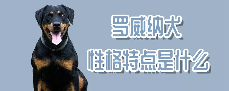 罗威纳犬性格特点是什么