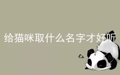 给猫咪取什么名字才好听