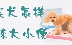 贵宾犬怎样训练大小便