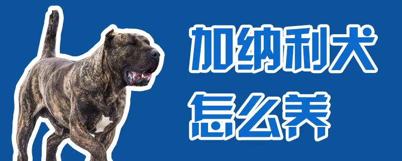 加纳利犬怎么养