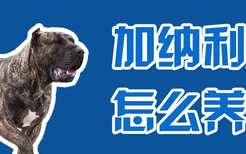 加纳利犬怎么养