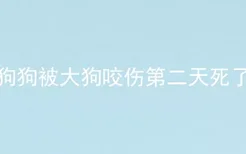 狗狗被大狗咬伤第二天死了