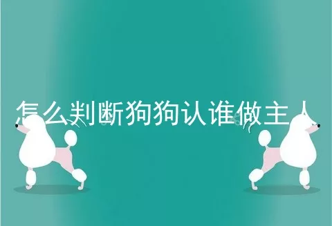 怎么判断狗狗认谁做主人