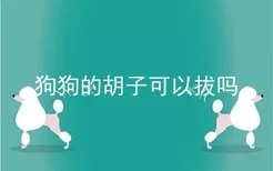 狗狗的胡子可以拔吗