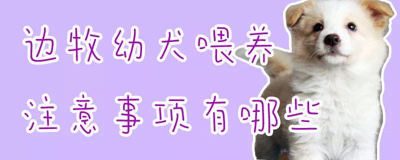 边牧幼犬喂养注意事项有哪些