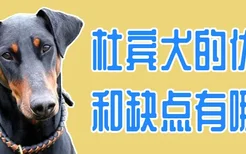 杜宾犬的优点和缺点有哪些