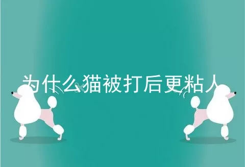 为什么猫被打后更粘人