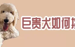 巨贵犬如何挑选