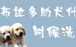 拉布拉多幼犬什么时候洗澡