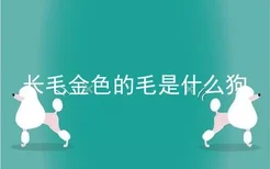 长毛金色的毛是什么狗