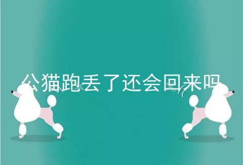 公猫跑丢了还会回来吗