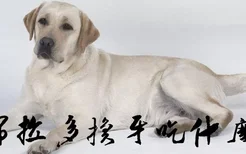 拉布拉多换牙吃什么好