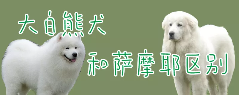 大白熊犬和萨摩耶区别