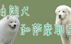 大白熊犬和萨摩耶区别