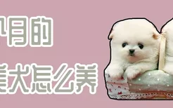 两个月的博美犬怎么养