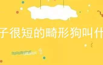 身子很短的畸形狗叫什么