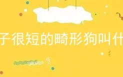 身子很短的畸形狗叫什么