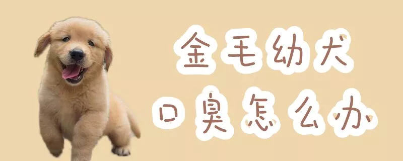 金毛幼犬口臭怎么办