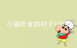 小猫吃食的样子100字