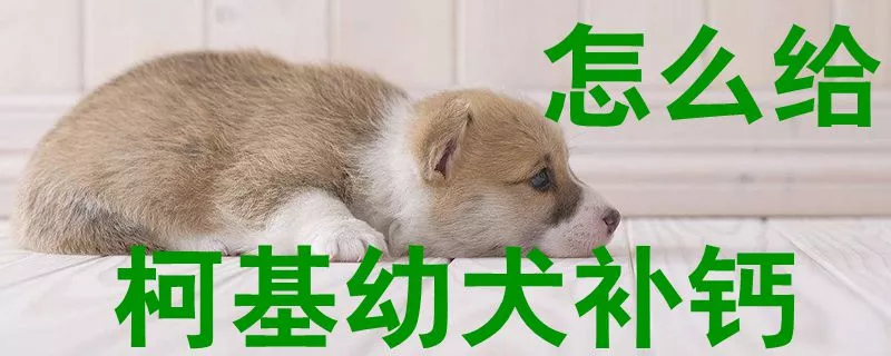 怎么给柯基幼犬补钙1