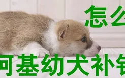 怎么给柯基幼犬补钙