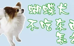 蝴蝶犬不吃东西怎么了