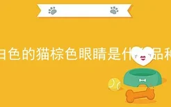 白色的猫棕色眼睛是什么品种