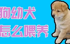 土狗幼犬怎么喂养