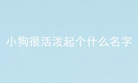 小狗很活泼起个什么名字