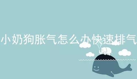 小奶狗胀气怎么办快速排气