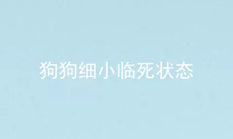 狗狗细小临死状态