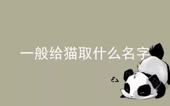 一般给猫取什么名字